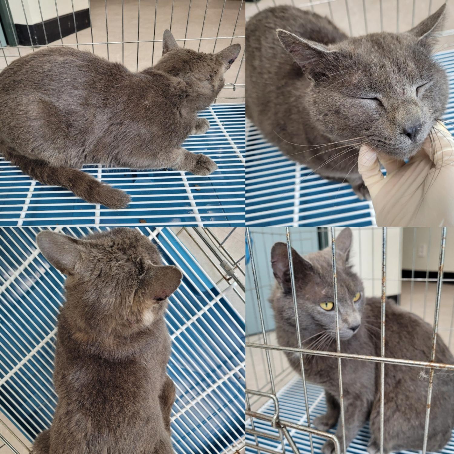 논산시 동물보호센터_444454202300167
