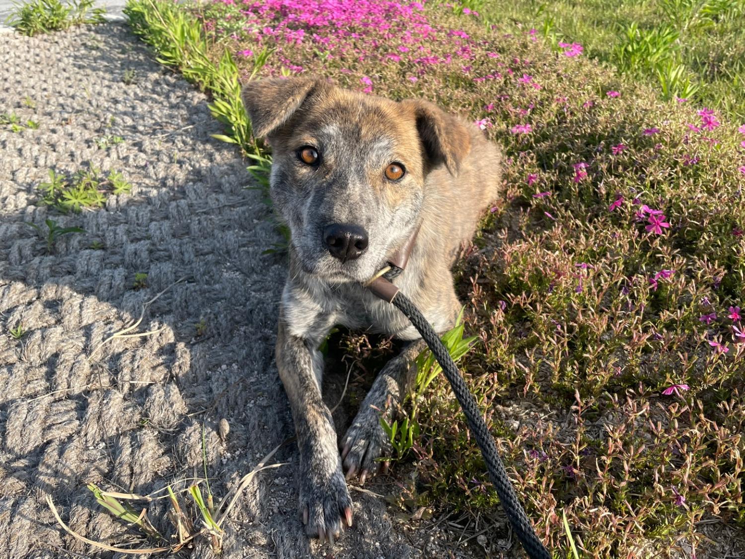 경주동물사랑보호센터_447505202300294