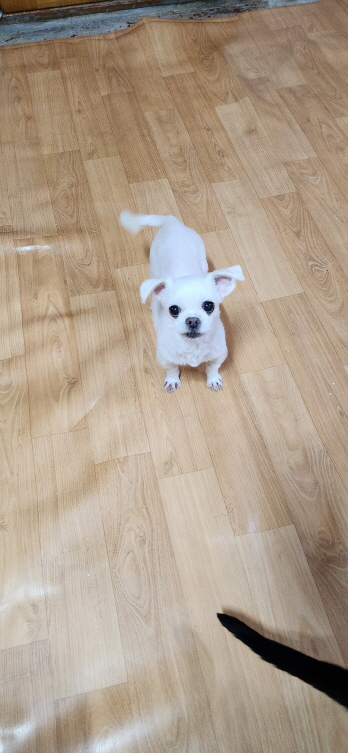 익산유기동물보호소_445468202300858