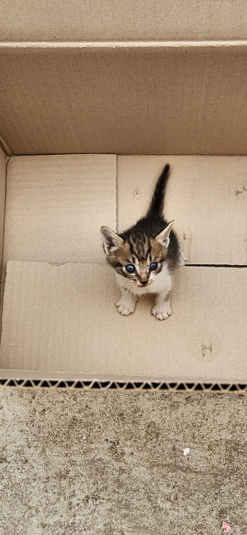 익산유기동물보호소_445468202300865