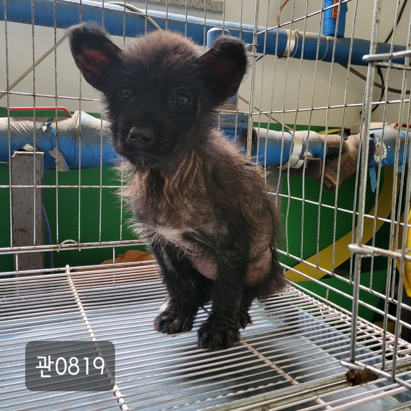 [개] 믹스견 경기-고양-2023-00298 유기동물 배경 이미지 입니다.
