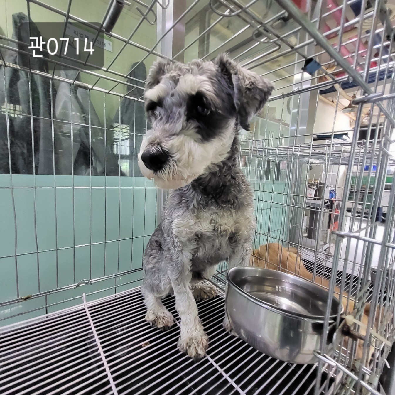 고양시동물보호센터_441394202300714
