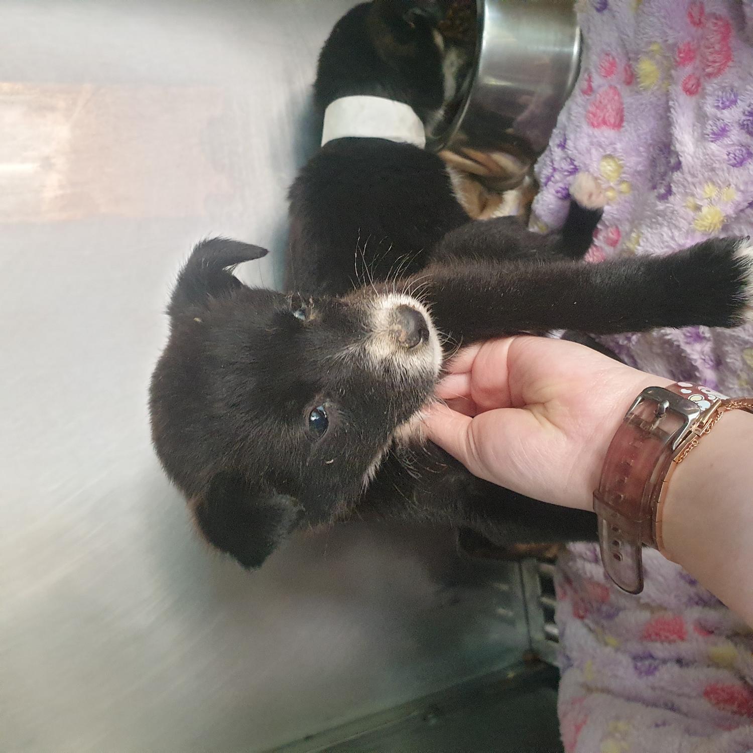 광주 동물보호소_429363202300264
