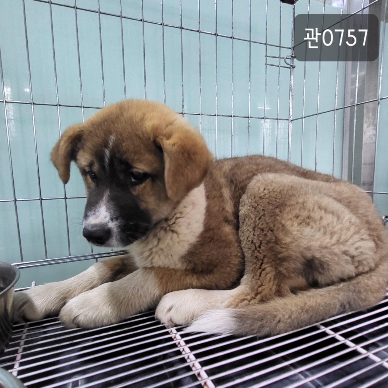 고양시동물보호센터_441394202300757