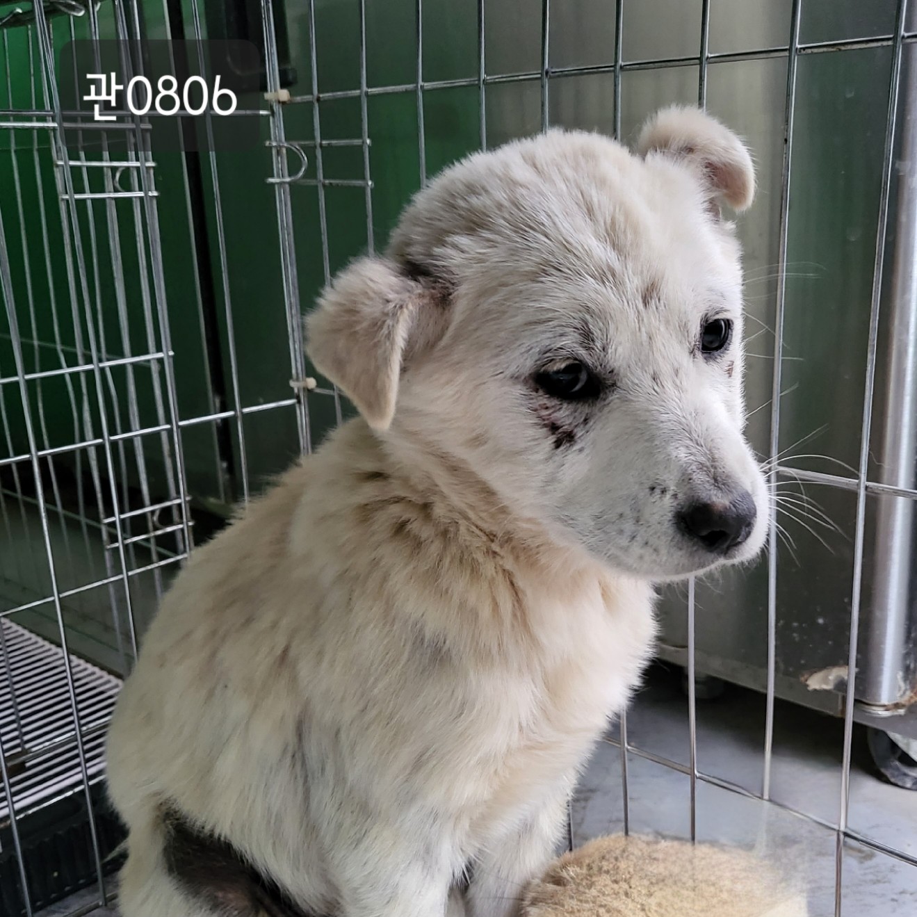 고양시동물보호센터_441394202300806
