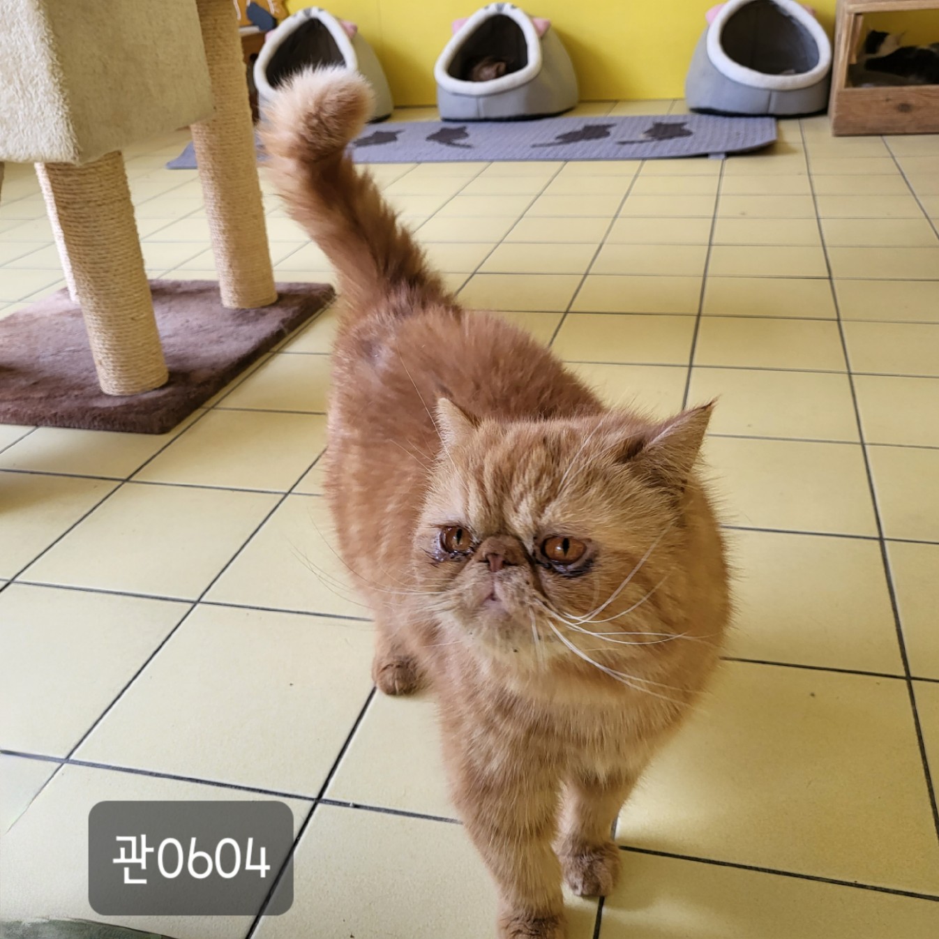 고양시동물보호센터_441394202300604