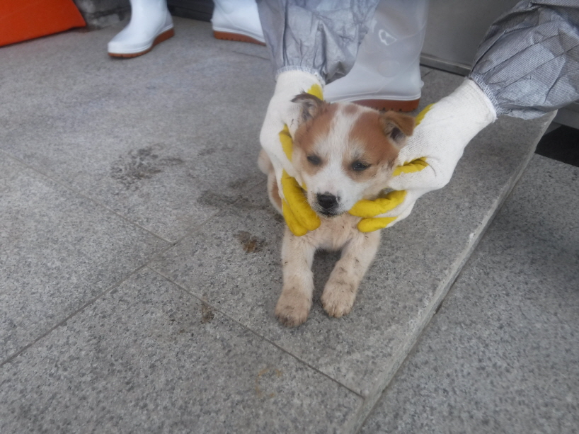 제주 동물보호센터_450650202301401
