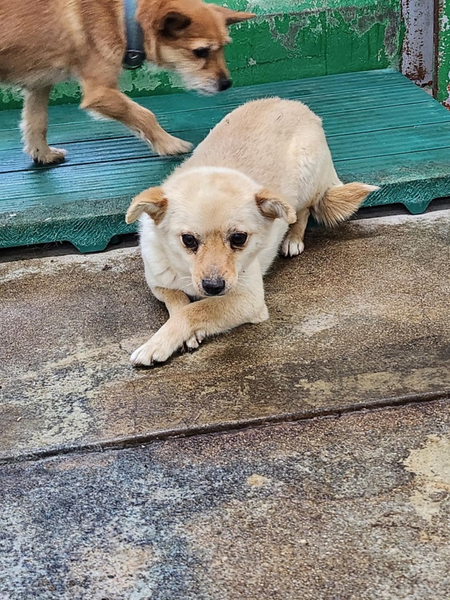 영주시 동물보호센터_447509202300087