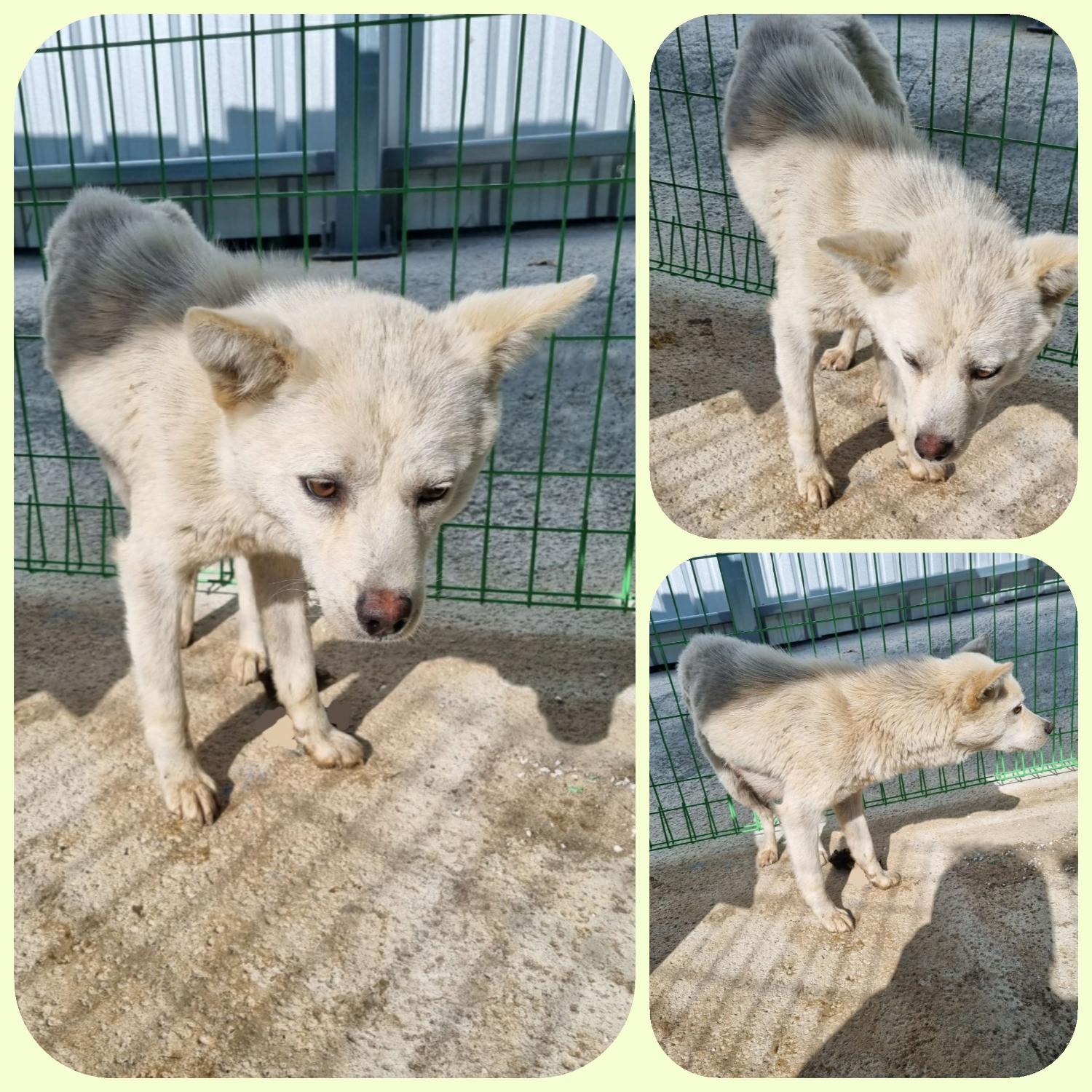 부안군 동물보호센터_445479202300251