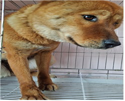 유기동물및관리협회_448535202300554