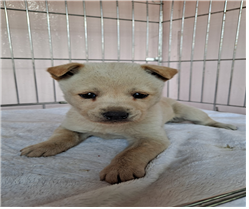 유기동물및관리협회_448535202300559