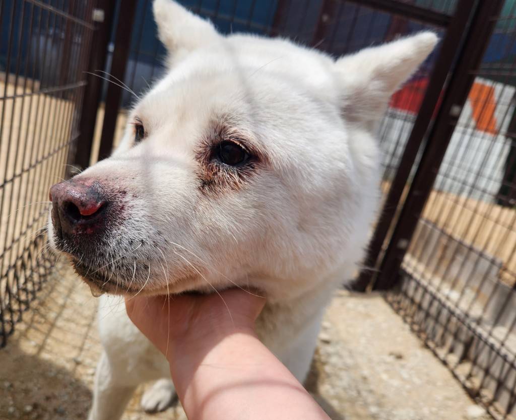 한국야생동물보호협회_441383202300252