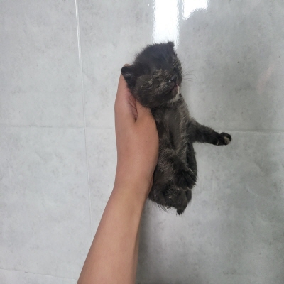 누리동물병원_426331202300068