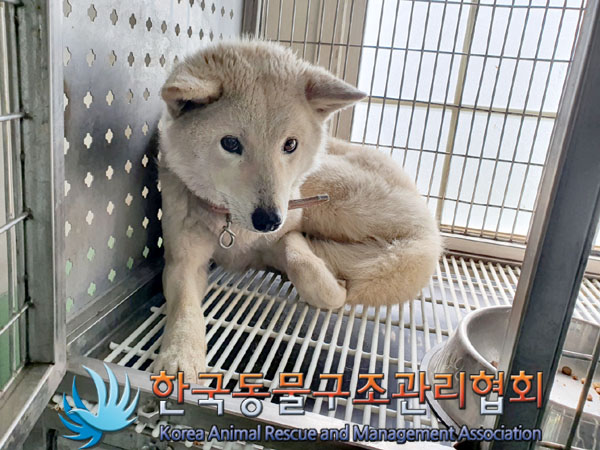 한국동물구조관리협회_441560202300432