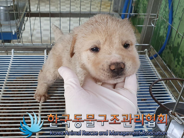한국동물구조관리협회_441414202300286