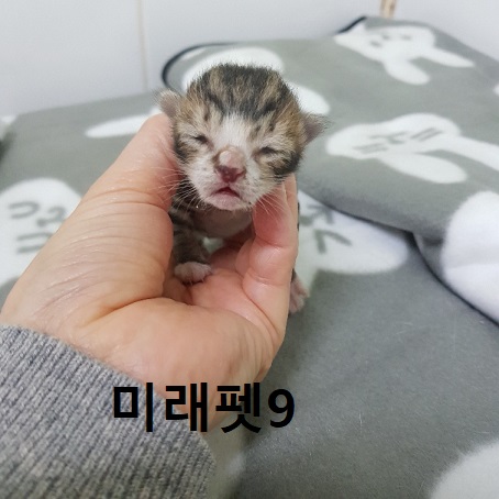 미래펫동물병원_431370202300291