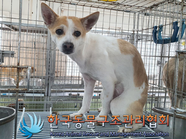 한국동물구조관리협회_441560202300424