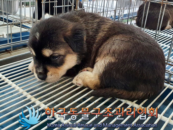 한국동물구조관리협회_441414202300283