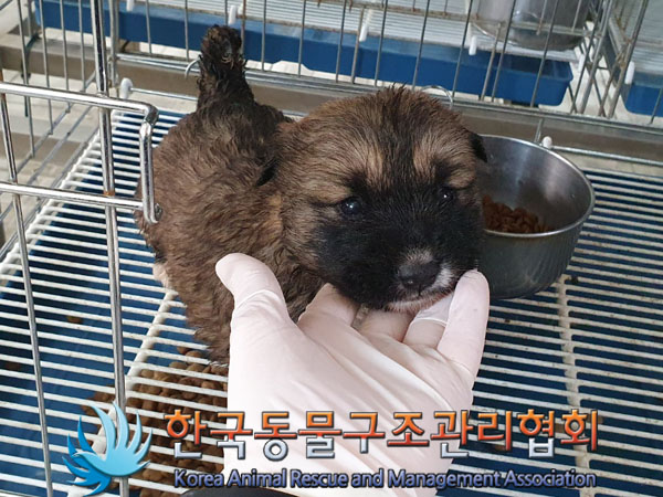 한국동물구조관리협회_441414202300287