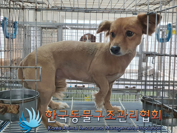 한국동물구조관리협회_441560202300425