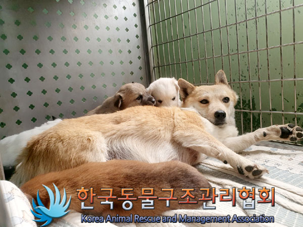 한국동물구조관리협회_441560202300426