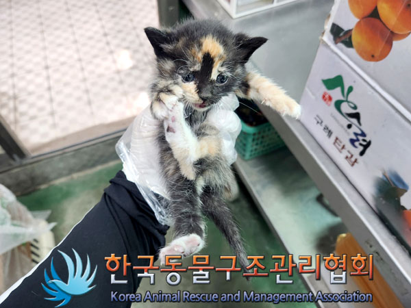 한국동물구조관리협회_411303202300156
