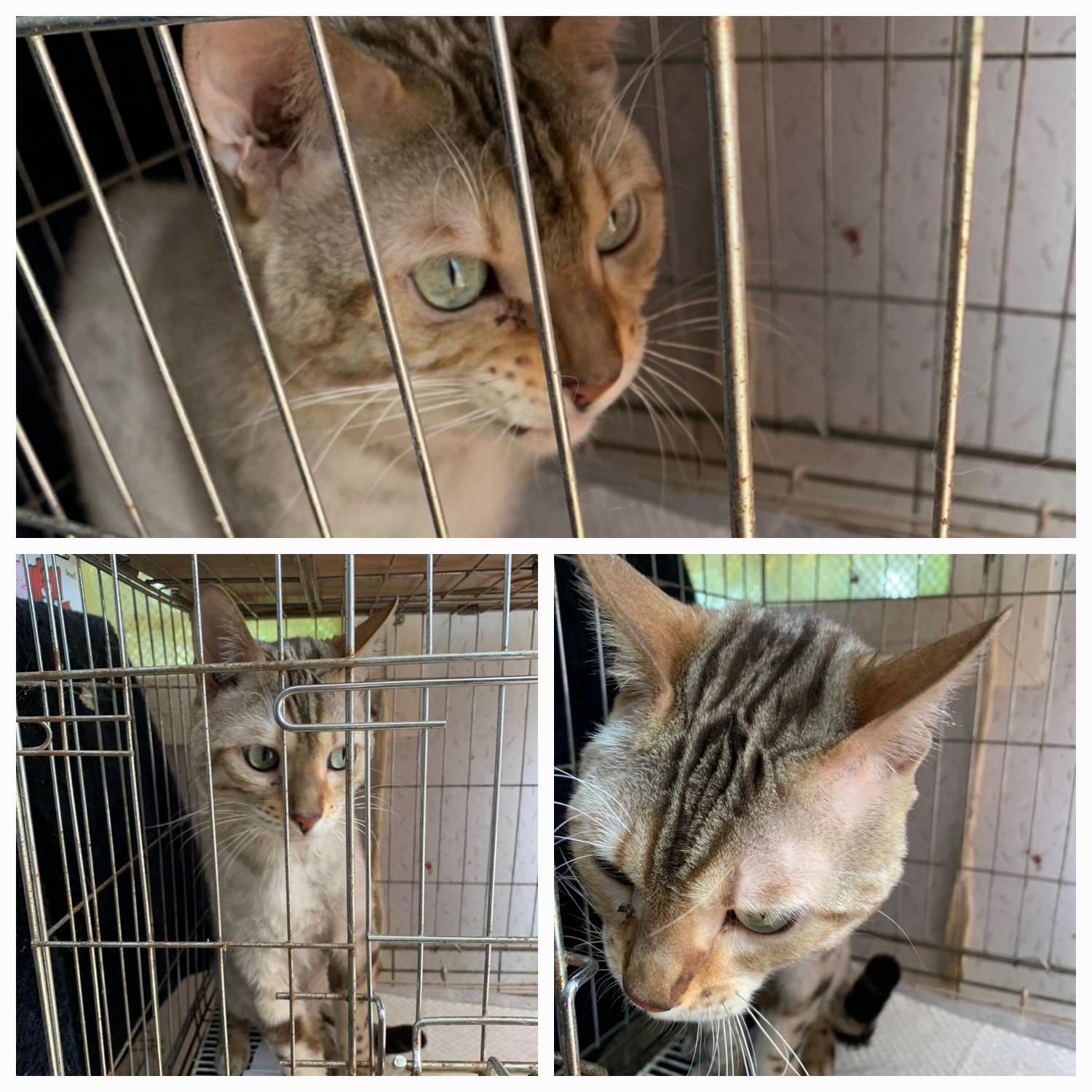 유기동물보호소_446481202300238