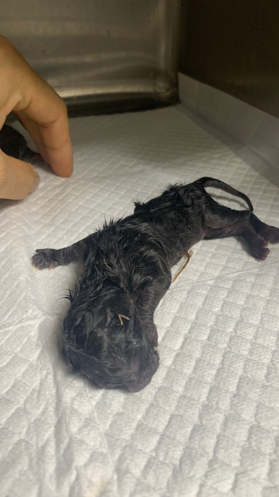 늘푸른동물병원_428354202300483