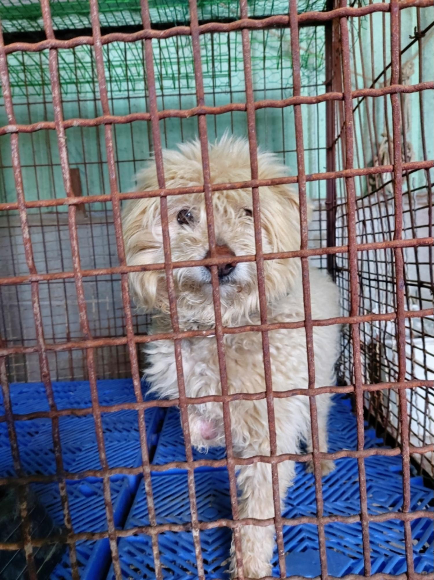 남해군유기동물보호소_448543202300116