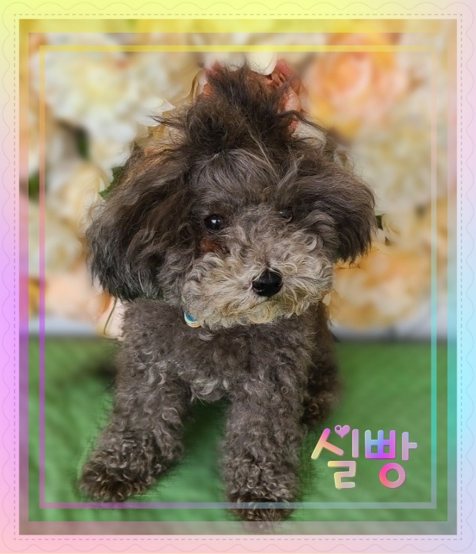 군산유기동물보호센터_445467202300626