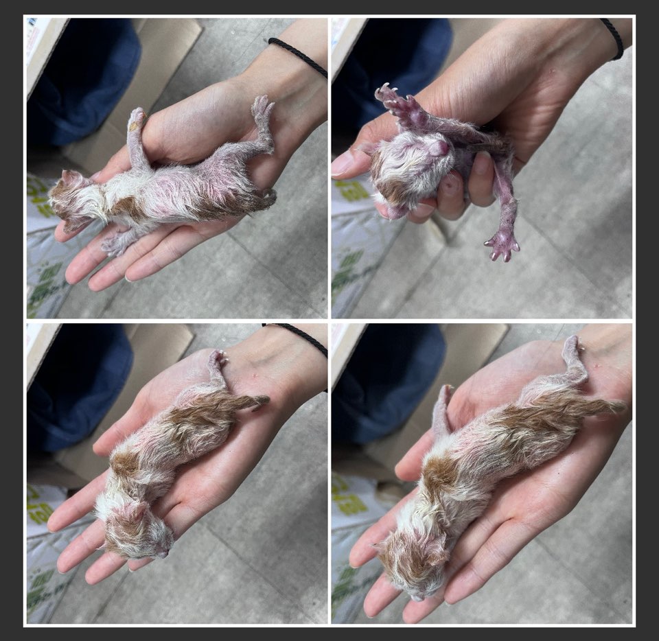 천안시유기동물보호소_444449202300921