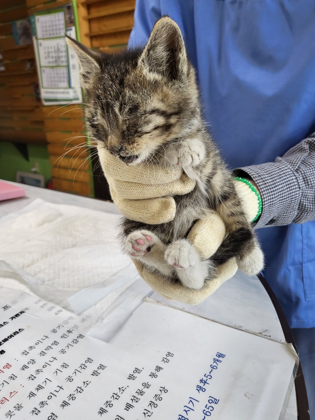 정선가축병원_442429202300417