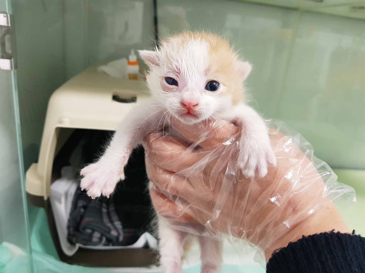 광주TNR동물병원송정_441554202300600