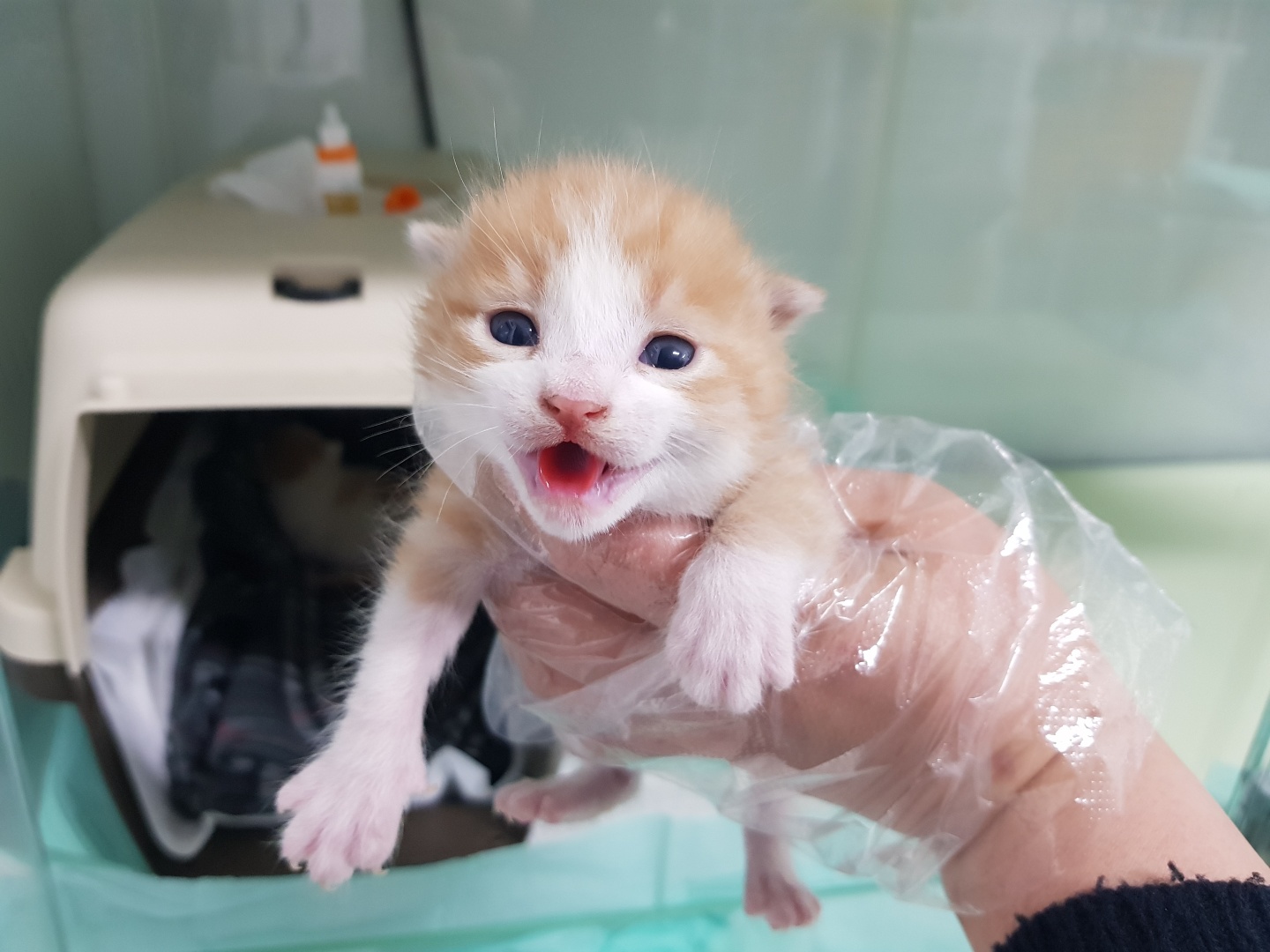 광주TNR동물병원송정_441554202300601