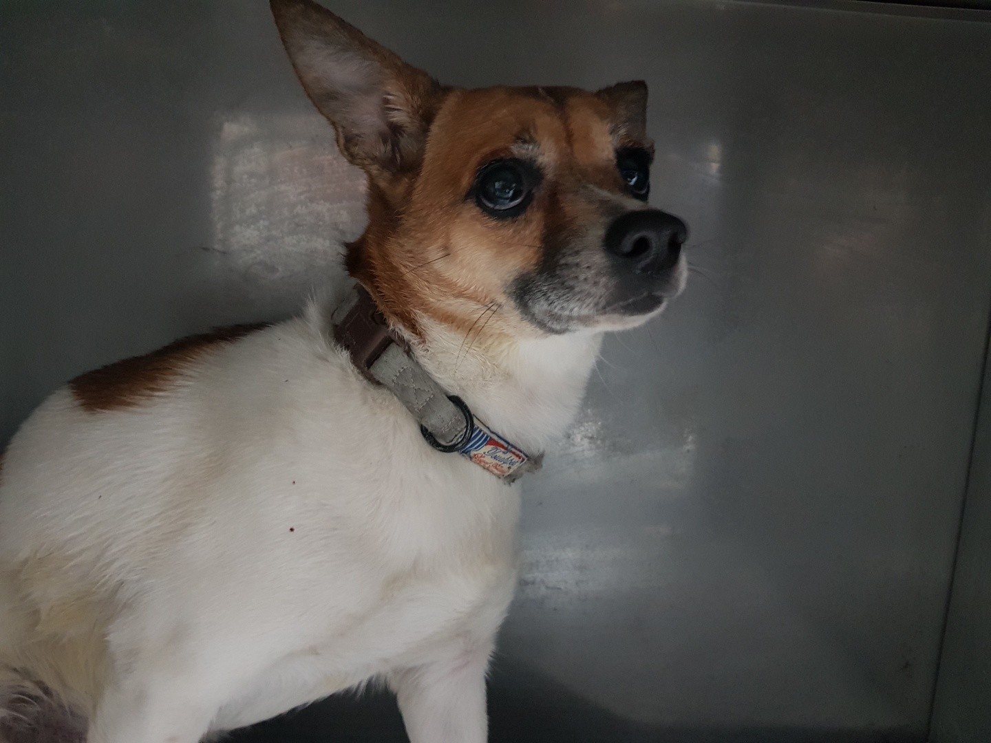 광주TNR동물병원송정_441554202300599
