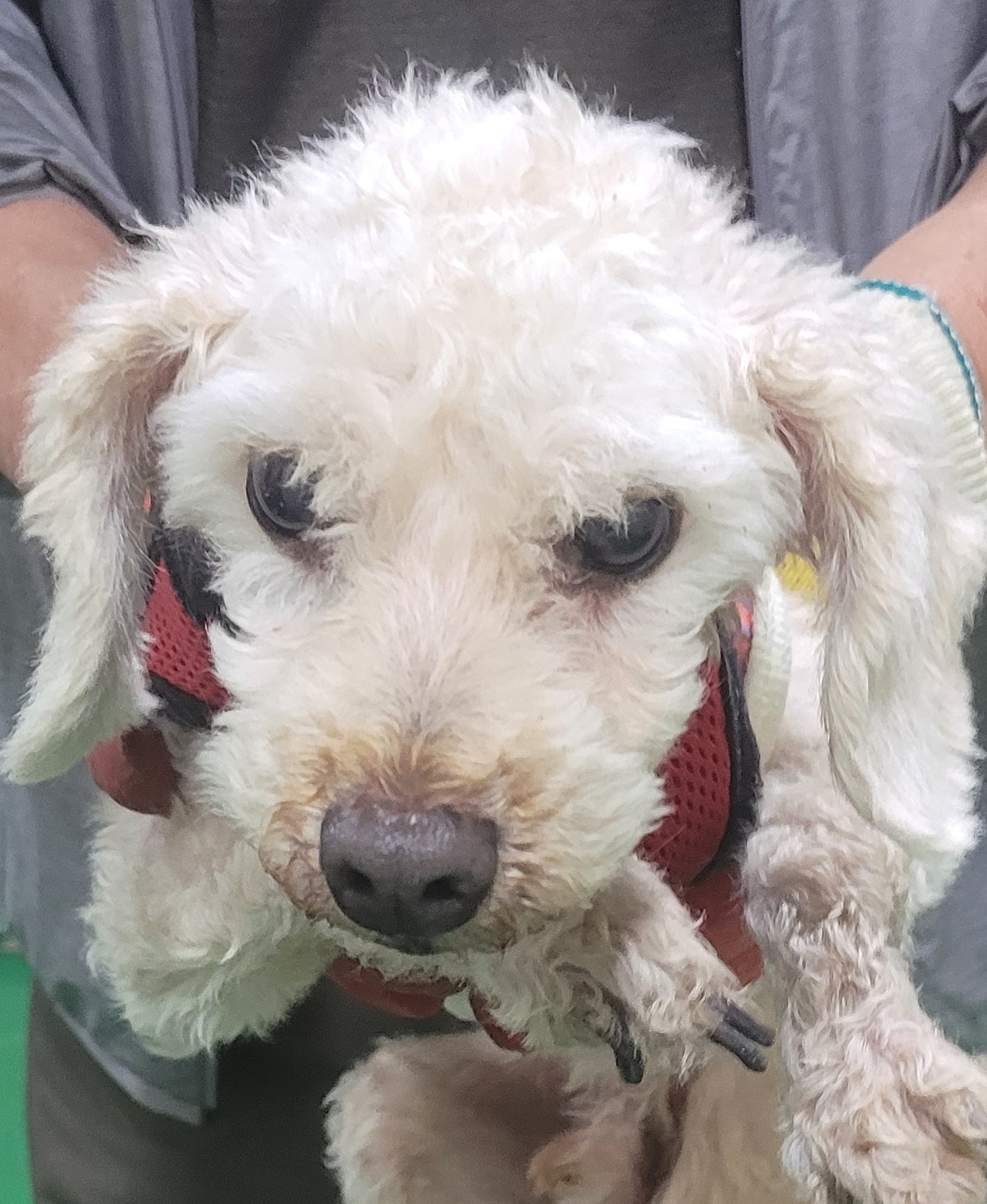 대구유기동물보호협회_427345202300243