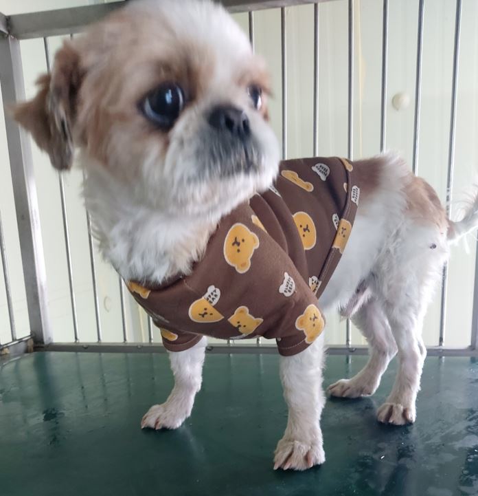 보령시유기동물보호소_444451202300403