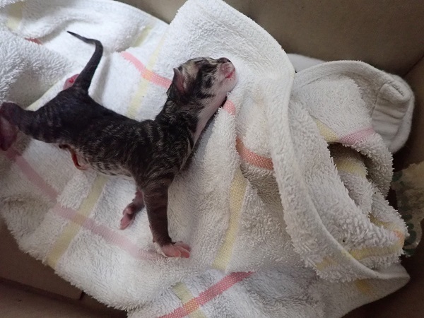 화원연합동물병원_427348202300355