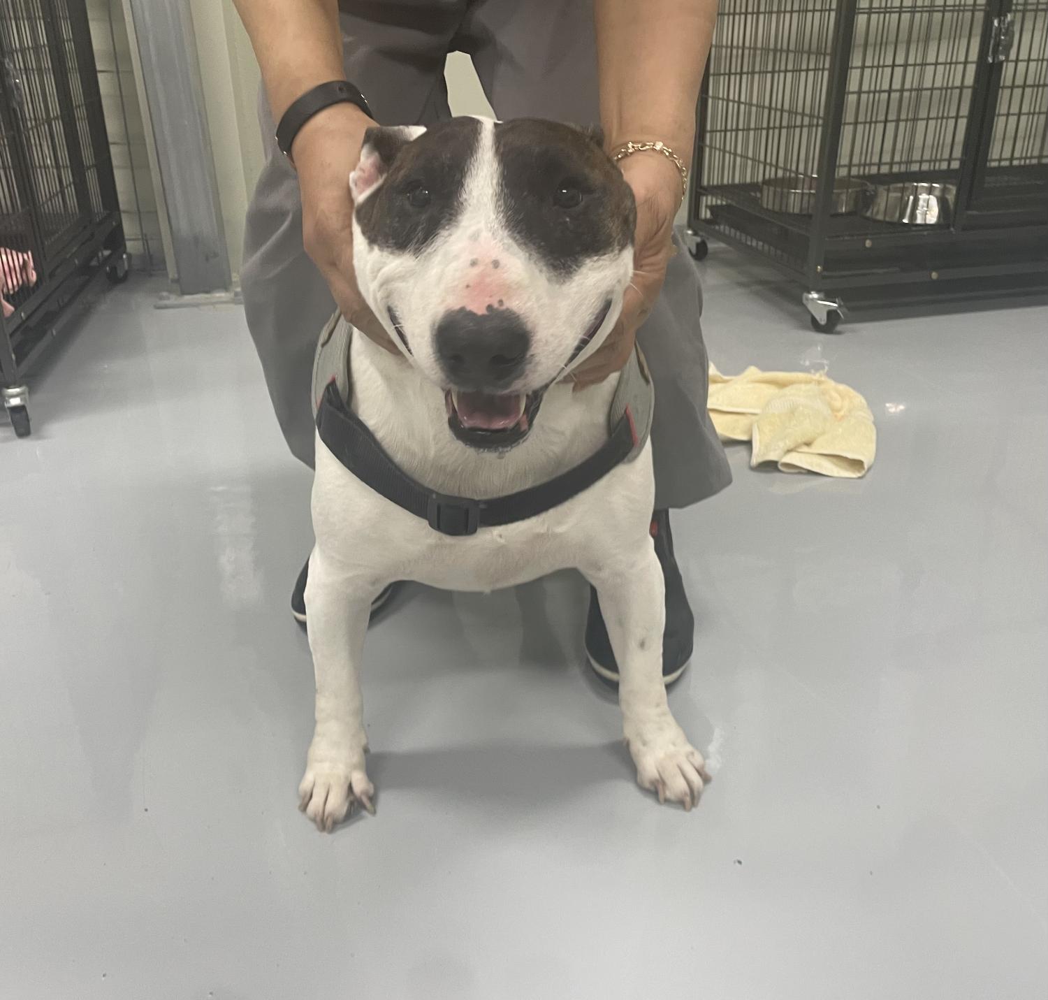 남양주시동물보호센터_441399202300964