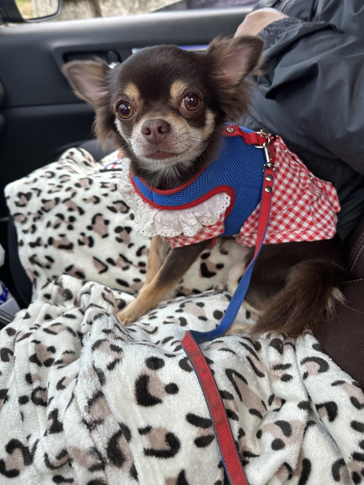 반려동물보호센터_443571202301393