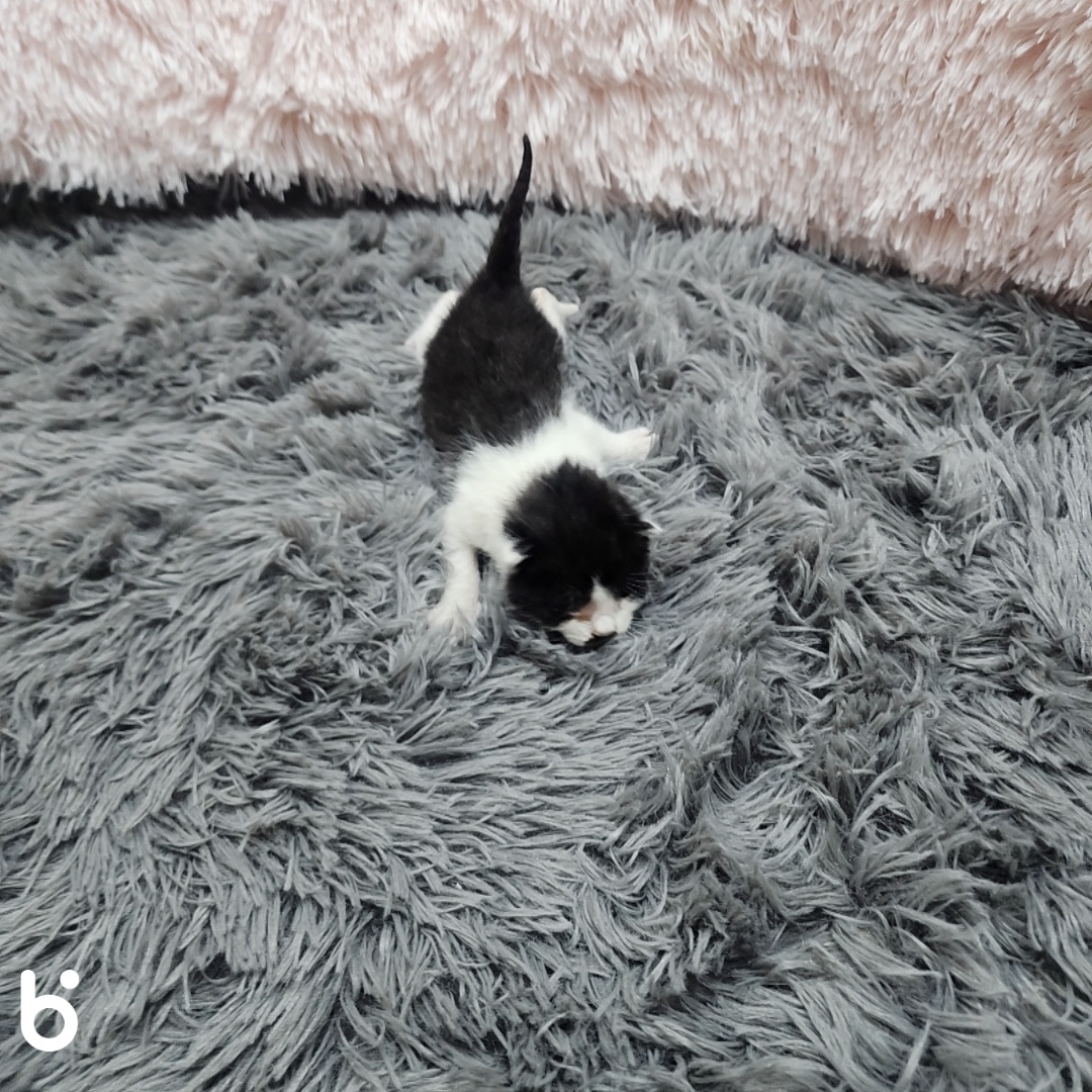 삼산종합동물병원_428354202300490