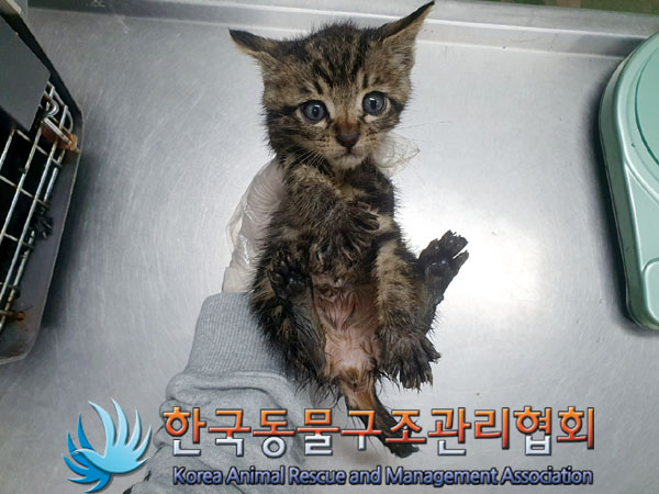 한국동물구조관리협회_411306202300310
