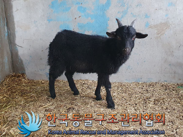 한국동물구조관리협회_441560202300433