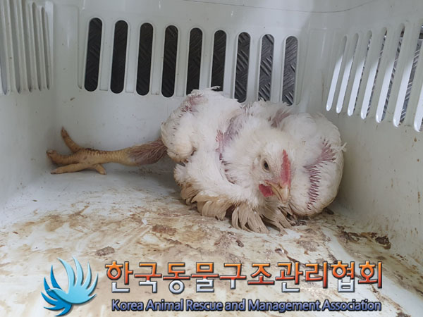 한국동물구조관리협회_441560202300434