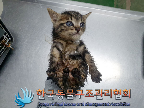 한국동물구조관리협회_411306202300308