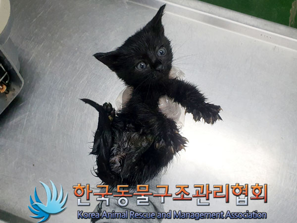 한국동물구조관리협회_411306202300309