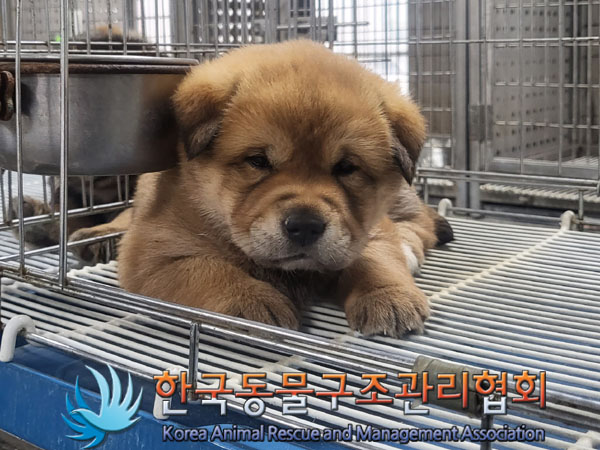 한국동물구조관리협회_441560202300435