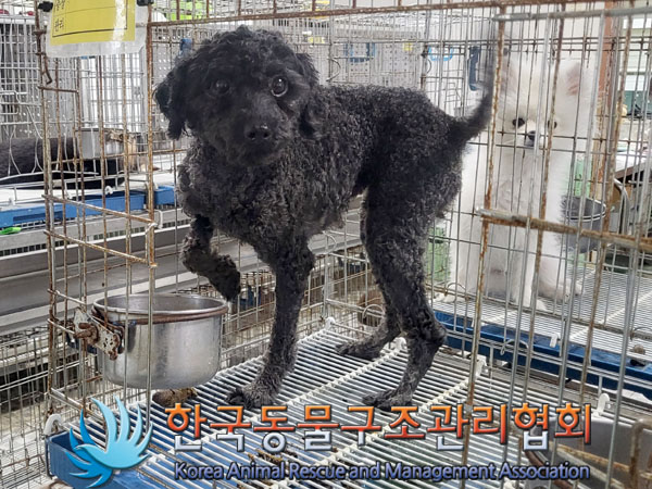 한국동물구조관리협회_441406202300547