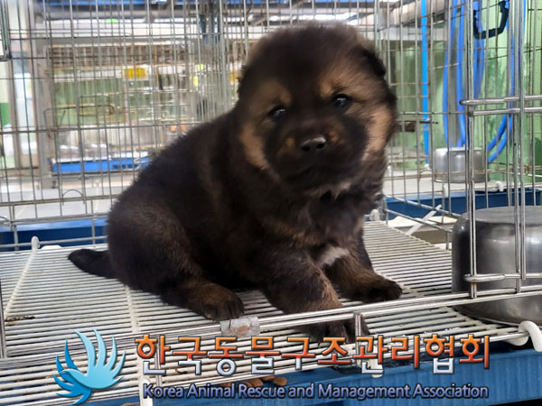 한국동물구조관리협회_441409202300634