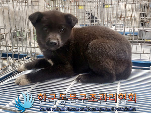 한국동물구조관리협회_441406202300545